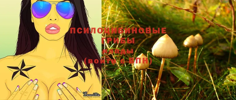 Псилоцибиновые грибы Cubensis  omg сайт  Ленинск-Кузнецкий 